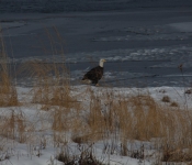 2015 02 07 RedWing 013